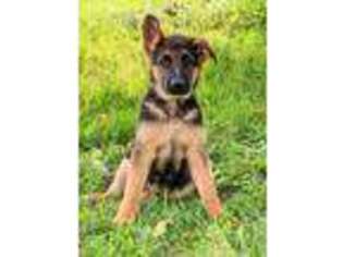 German Shepherd Dog Puppy for sale in Caledonia, MI, USA