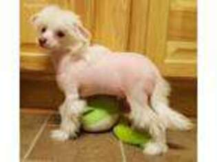 Chinese Crested Puppy for sale in Oroville, WA, USA