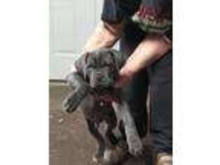 Neapolitan Mastiff Puppy for sale in Knoxville, AR, USA