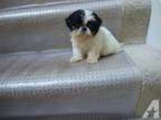 Mutt Puppy for sale in LYNNWOOD, WA, USA
