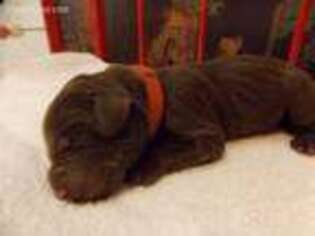 Labradoodle Puppy for sale in Collyer, KS, USA