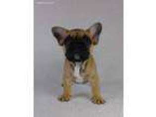 French Bulldog Puppy for sale in Rienzi, MS, USA
