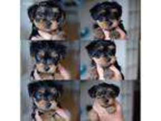 Yorkshire Terrier Puppy for sale in Carson, CA, USA
