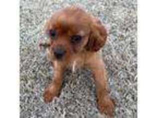 Cavalier King Charles Spaniel Puppy for sale in Nash, OK, USA