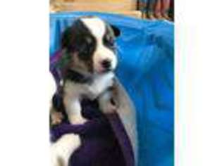 Pembroke Welsh Corgi Puppy for sale in Eureka, KS, USA