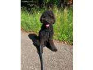 Labradoodle Puppy for sale in Sellersville, PA, USA