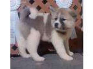 Akita Puppy for sale in Rockford, IL, USA