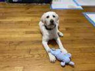 Labrador Retriever Puppy for sale in Quincy, MA, USA
