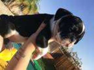 Bulldog Puppy for sale in Grover Beach, CA, USA