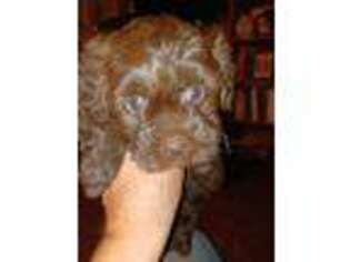 Shih-Poo Puppy for sale in Harrisonville, MO, USA