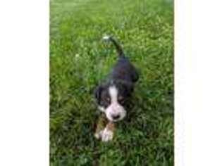 Greater Swiss Mountain Dog Puppy for sale in Ephrata, PA, USA