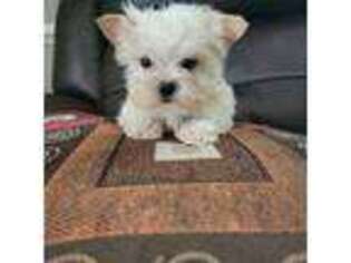 Yorkshire Terrier Puppy for sale in Raleigh, NC, USA