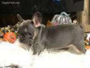 French Bulldog Puppy for sale in Bismarck, ND, USA