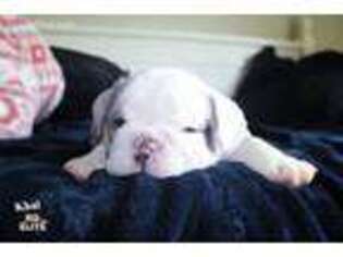 Bulldog Puppy for sale in Lake Charles, LA, USA