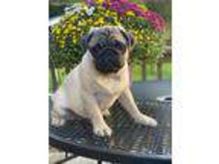 Pug Puppy for sale in Waco, TX, USA