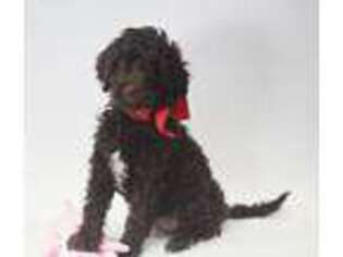 Labradoodle Puppy for sale in Hernando, FL, USA