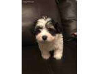 Havanese Puppy for sale in Springfield, MA, USA