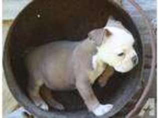 Bulldog Puppy for sale in TENINO, WA, USA