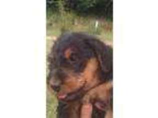 Airedale Terrier Puppy for sale in Millersburg, OH, USA