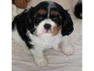 Cavalier King Charles Spaniel Puppy for sale in Derby, VT, USA