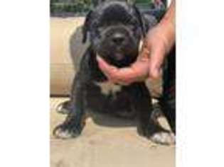 Cane Corso Puppy for sale in Plymouth, MA, USA