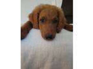 Goldendoodle Puppy for sale in Louisville, GA, USA