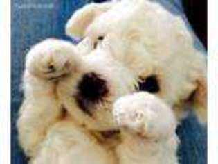 Bichon Frise Puppy for sale in Searcy, AR, USA