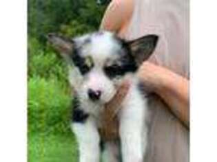 Pembroke Welsh Corgi Puppy for sale in Wesley Chapel, FL, USA