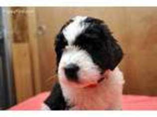 Saint Berdoodle Puppy for sale in Indianapolis, IN, USA