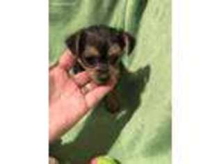 Yorkshire Terrier Puppy for sale in Port Crane, NY, USA