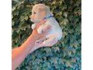 Golden Retriever Puppy for sale in Manteca, CA, USA