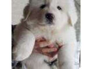 Great Pyrenees Puppy for sale in Red Bluff, CA, USA