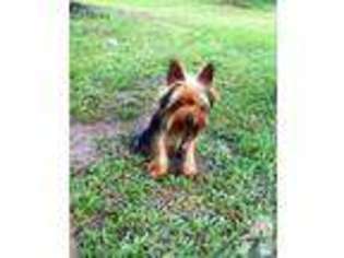 Yorkshire Terrier Puppy for sale in SILSBEE, TX, USA