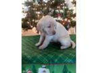 Labrador Retriever Puppy for sale in Boydton, VA, USA