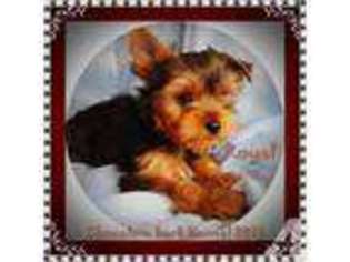 Yorkshire Terrier Puppy for sale in ASHLAND, OR, USA