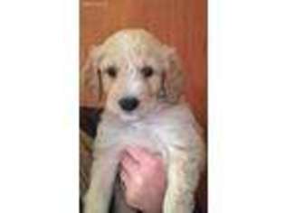 Goldendoodle Puppy for sale in Eldora, IA, USA