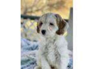 Cavachon Puppy for sale in Worcester, MA, USA