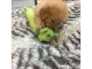 Golden Retriever Puppy for sale in Larkspur, CO, USA