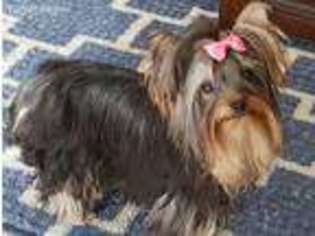 Yorkshire Terrier Puppy for sale in Mission, TX, USA