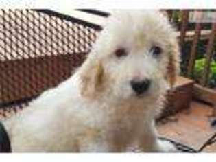 Goldendoodle Puppy for sale in Tallahassee, FL, USA