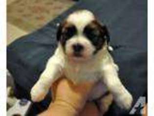Lhasa Apso Puppy for sale in TITUSVILLE, FL, USA