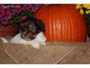 Havanese Puppy for sale in Chattanooga, TN, USA