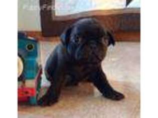 Pug Puppy for sale in Mifflintown, PA, USA