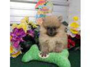 Pomeranian Puppy for sale in Cassville, MO, USA