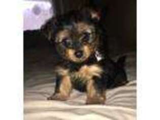 Yorkshire Terrier Puppy for sale in Hanover, PA, USA