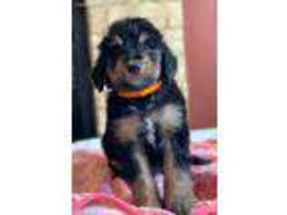 Mutt Puppy for sale in Perrin, TX, USA