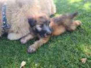 Soft Coated Wheaten Terrier Puppy for sale in Phelan, CA, USA