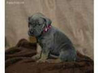 Great Dane Puppy for sale in Hettick, IL, USA