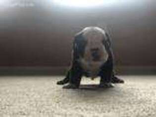 Bulldog Puppy for sale in Hamlet, NC, USA