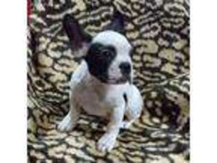French Bulldog Puppy for sale in Avondale Estates, GA, USA